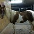 Kidsafe 4H Pony!
