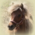 FLAXEN SILVER BAY FILLY