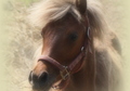 FLAXEN SILVER BAY FILLY