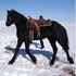 2 yr old Friesian/Percheron Filly
