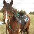 Arabian/Paso Fino ready for trails