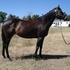 AQHA Broodmare- $500