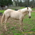 One year old filly
