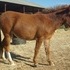 Coolest Miniature Mule