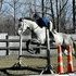 Fancy hunter/equitation horse