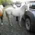 Perlino Stud Colt