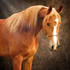 Safe on trail; now moving cattle! Bright red, tall, athletic Straight Egyptian endurance, dressage