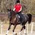 STUD SERVICE BLACK Imported Straight Egyptian Arabian