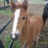 Gaited filly