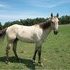 select series horse