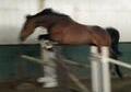 Fancy, Dutch Mare. Fantastic Pedigree, Easy to Ride