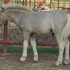 Double Dilute colt