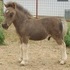 TINY miniature colt with BIG attitdue