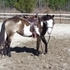 Get noticed in the show ring!