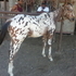 Eight month old ApHc stud colt