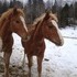  2 halflinger cross colts