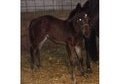 Awesome Weanling Colt