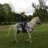SAFE LEVEL HEADED GELDING
