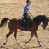 Flashy Arabian, Very Talented!