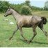 Tall, Handsome Grey Trakehner/TB Colt. Beautiful mover!