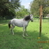 for sale peruvian mare