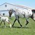 Dam and Warmblood filly package!