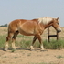 Driving, Riding Belgian Mare