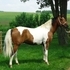 APHA stallion standing at stud