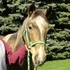 Easy Going Trail Horse