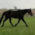 Easy Going TB Gelding SALE PENDING