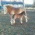 Belgian Mare