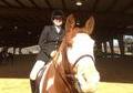 Gelding Available For Full Lease