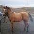 Feature's Rapid Fire*Grandson Firewater Flit