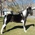 Sweet, Smooth, Beginner Safe Trail Horse!