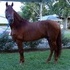 Paso Fino Gelding
