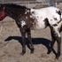 Nice Appaloosa Stud Colt
