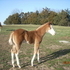 elltstanding stud colt