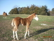 elltstanding stud colt