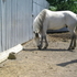 10Yr Old Gaited Gelding