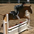Flashy Half Arab Pony Jumper