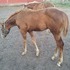Halter and ride!
