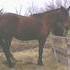 beautiful bay mare