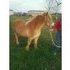 Halflinger Palomino,Calm/friendly