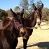 YEARLING MOLLY MULE