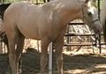 2011 Palomino Filly
