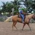 big palomino mare 