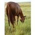 Well Built. Gorgeous Mare!