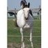 Fancy two year old filly