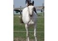 Fancy two year old filly