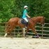 *PRICE REDUCED* Nice appendix qh all around mare